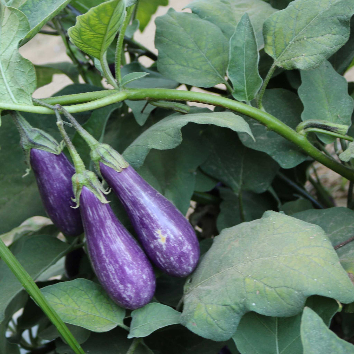 Fairy tale eggplant fruits with striped purple and white skin growing on the vine.