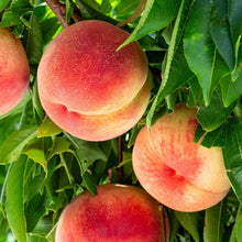Close up of elberta peaches growing off the tree