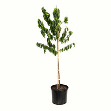 A potted young elberta peach tree with green leaves and a bamboo stake, in a black plastic nursery pot, isolated on a white background.