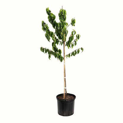 A potted young elberta peach tree with green leaves and a bamboo stake, in a black plastic nursery pot, isolated on a white background.