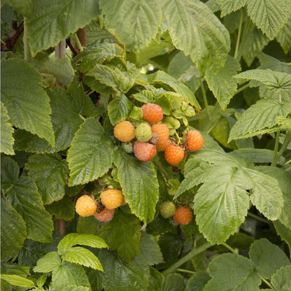 Raspberries growing on a fall gold raspberry  bush, with green leaves and clusters of fruit in yellow, orange, and green tones.