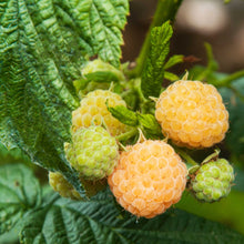 Close-up of ripe raspberries on a fall gold raspberry bush with green leaves. The raspberries show a gradient from light green to pale orange-yellow.