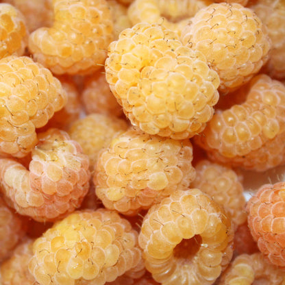 A close-up pile of fall gold raspberries fresh filling the frame.