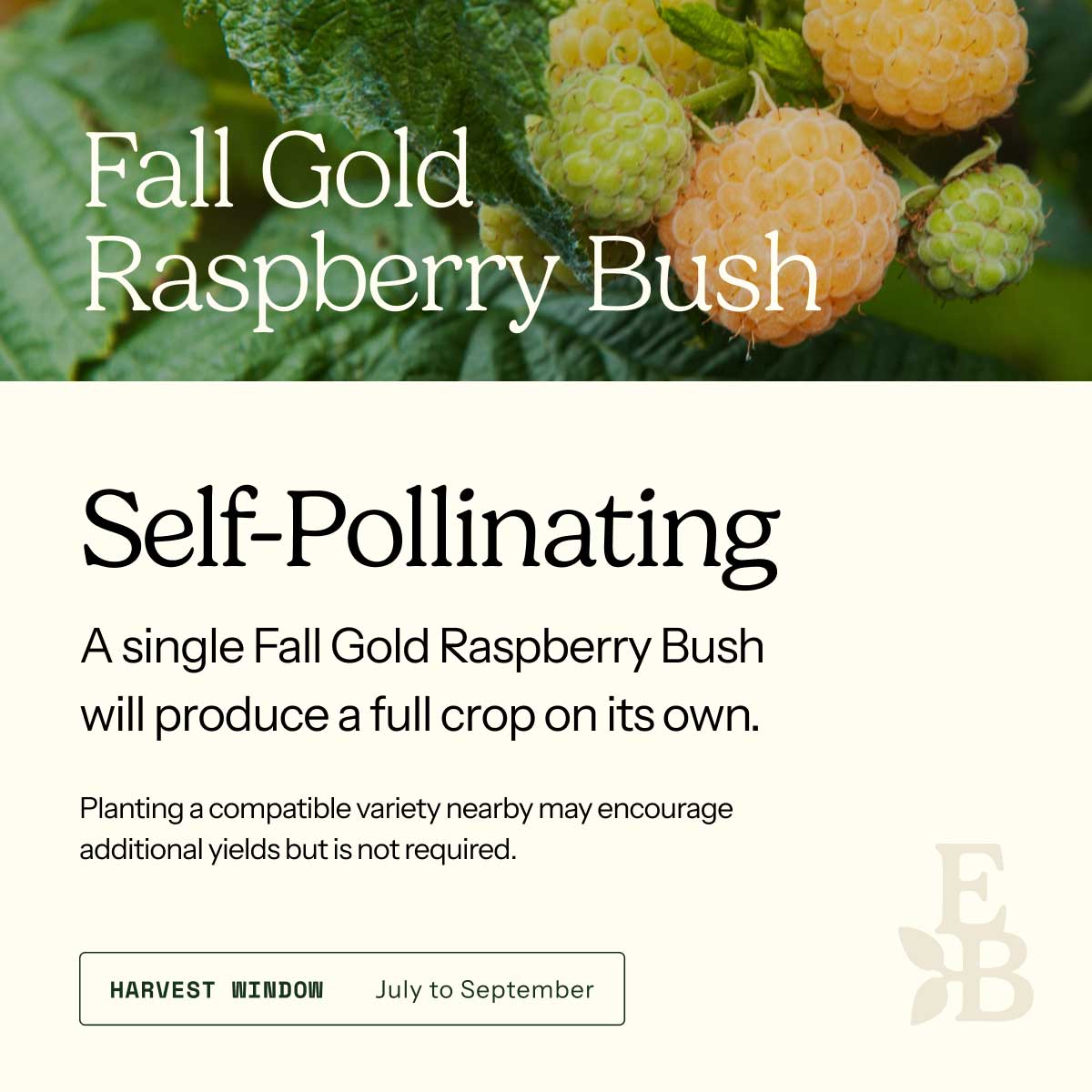 Informational graphic for a Fall Gold Raspberry Bush, featuring a top photo of raspberries and text stating it is self-pollinating and produces a full crop on its own.