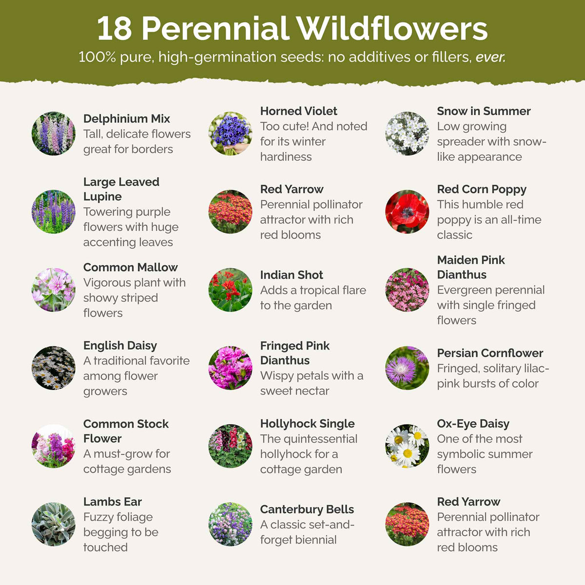 List of flower species and seeds included in the Wildflower Seed Mix.