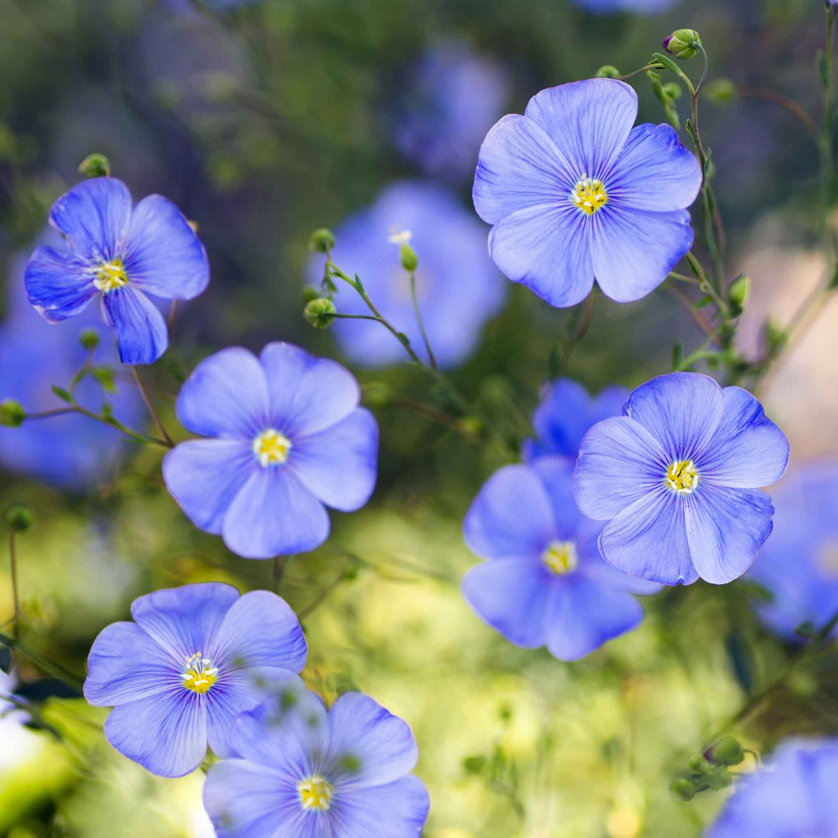 Blue flax blue annual flowers with green stems against a blurred green background.