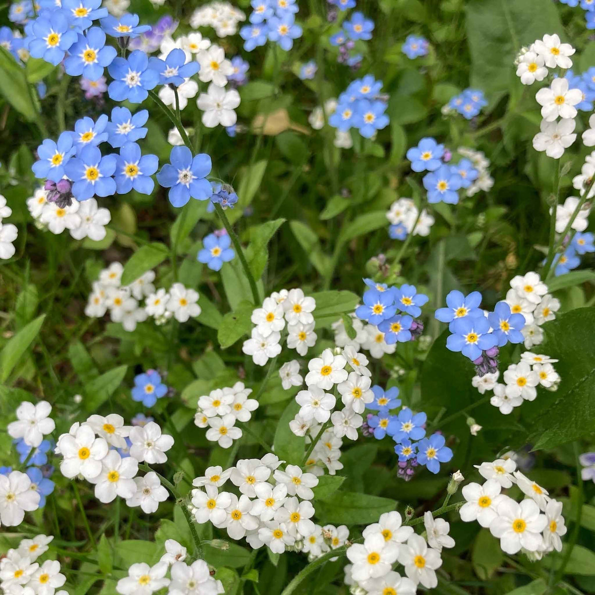 Blue and white forget me not blue flowers growing in a bright garden setting.