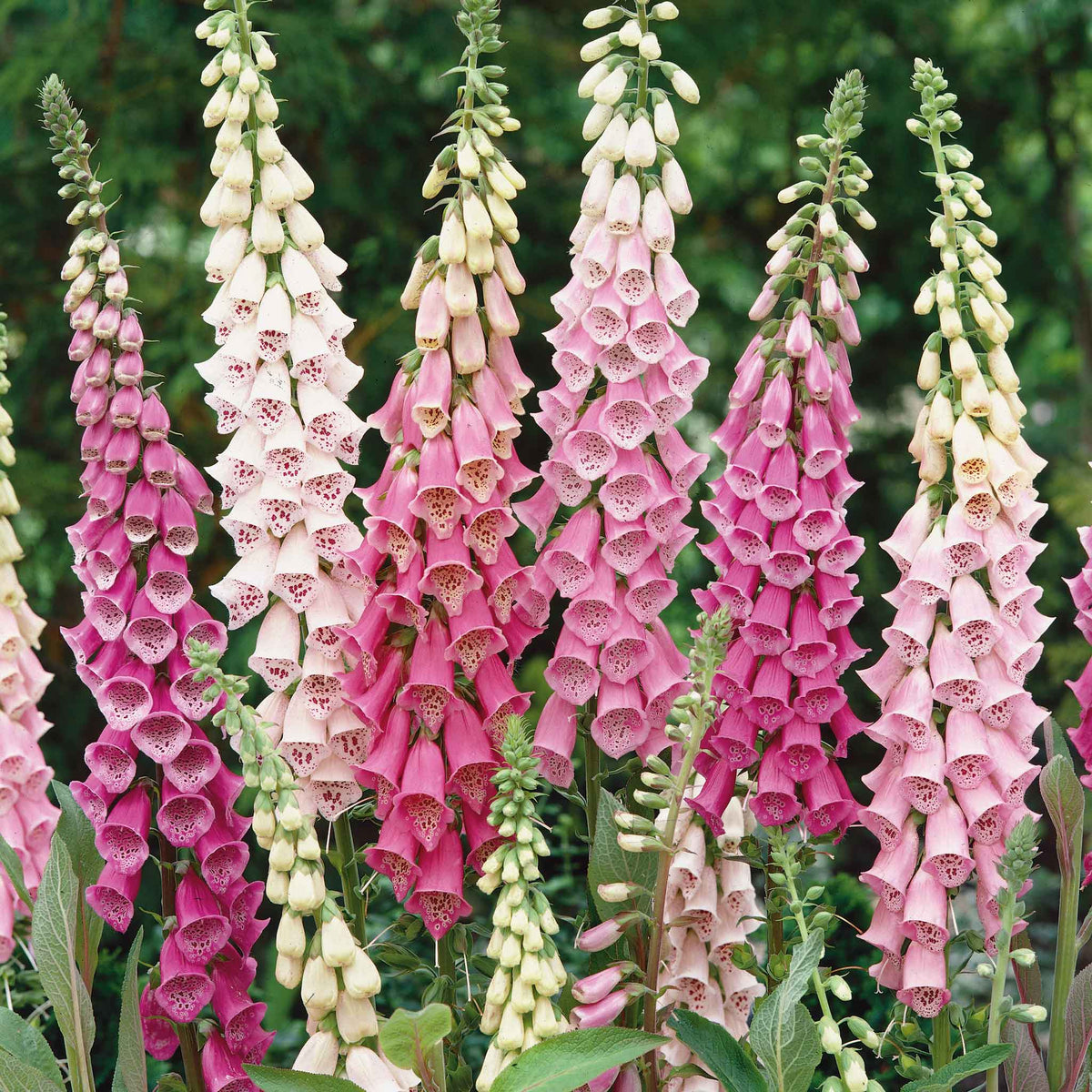 Pink and white foxglove gloxiniaeflora mix flowers against a blurred green background.