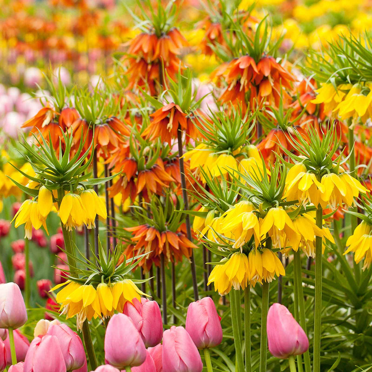 A cluster of vibrant orange bell-shaped Fritillaria blossoms surrounded by colorful daffodils and tulips.