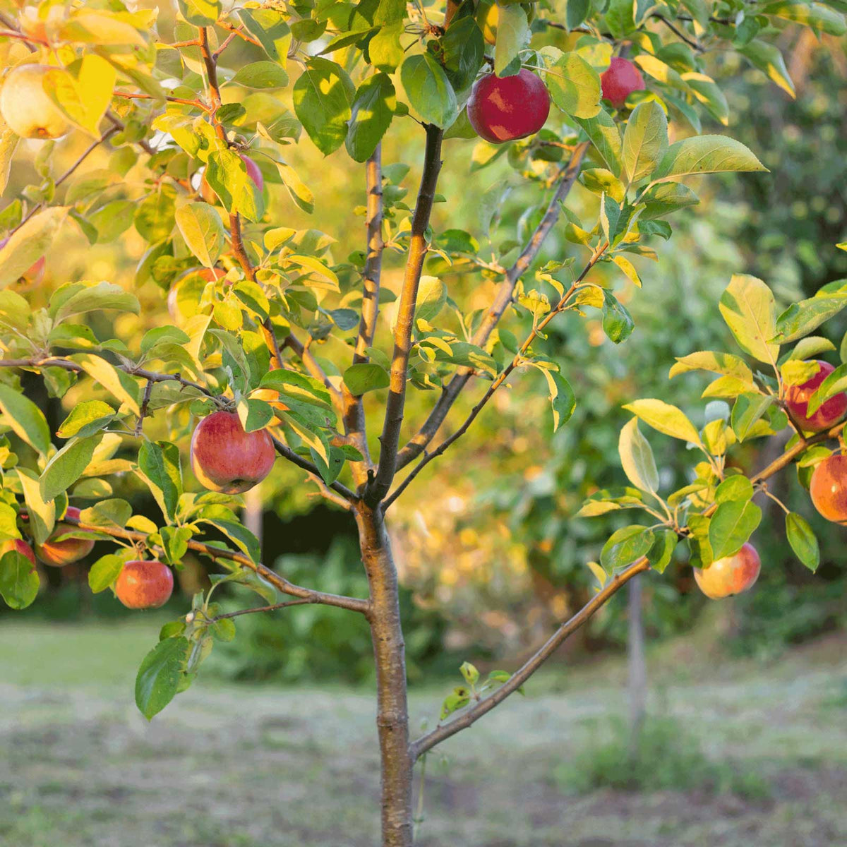 A young fuji apple tree in a garden with green and yellow leaves and several red apples, photographed in warm natural light.