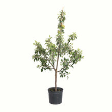 A potted young fuji apple tree with green leaves and a bamboo stake, in a black plastic nursery pot, isolated on a white background.