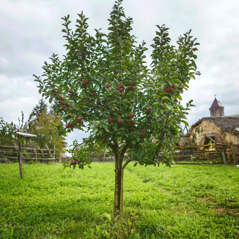 A young fuji apple tree with green leaves and small reddish-brown fruit stands in a grassy yard under an overcast sky, with a rustic stone building and fence in the background.