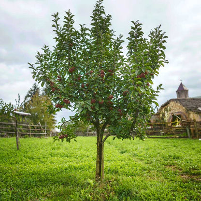 A young fuji apple tree with green leaves and small reddish-brown fruit stands in a grassy yard under an overcast sky, with a rustic stone building and fence in the background.