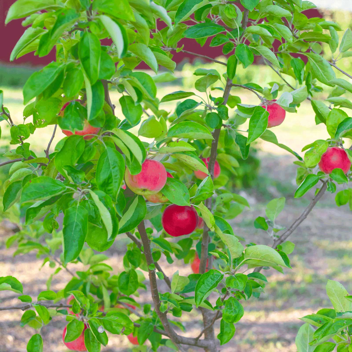 Red gala apples growing on a leafy tree in an outdoor orchard setting.