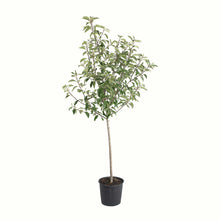 A potted young gala apple tree with green leaves and a bamboo stake, in a black plastic nursery pot, isolated on a white background.