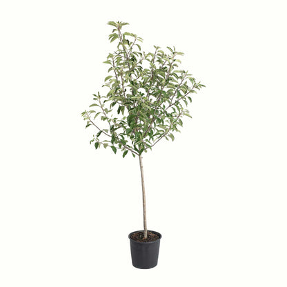 A potted young gala apple tree with green leaves and a bamboo stake, in a black plastic nursery pot, isolated on a white background.