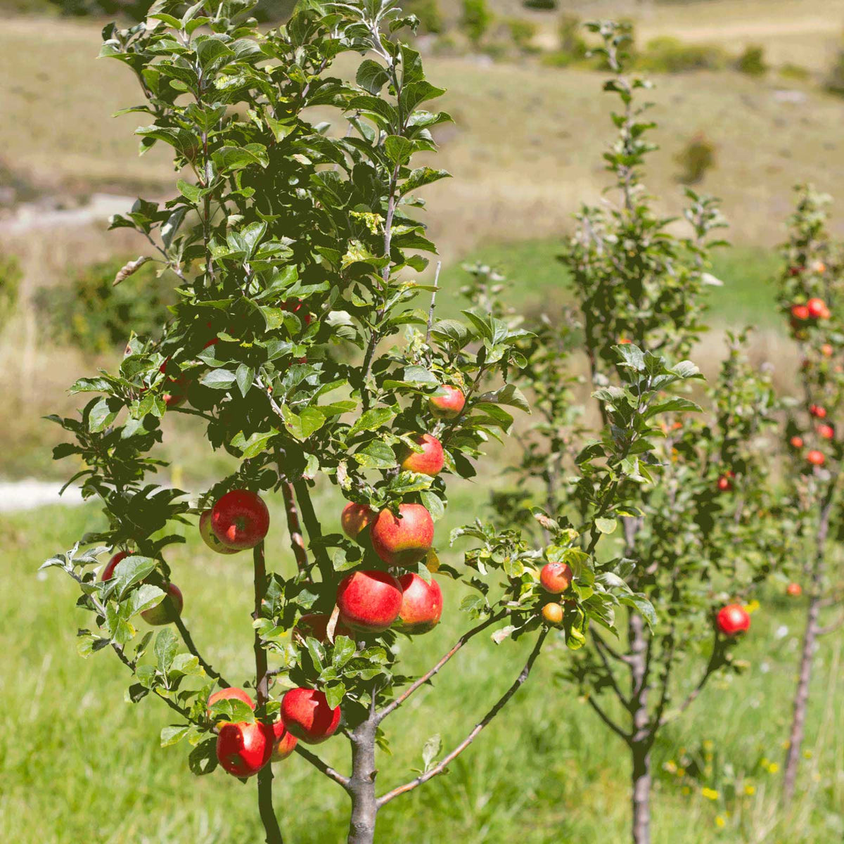 A leafy gala apples tree in a grassy outdoor field, bearing several red apples.