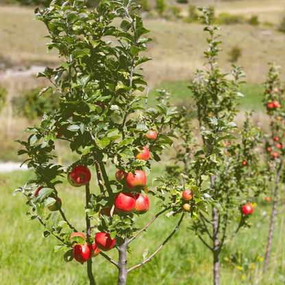 A leafy gala apples tree in a grassy outdoor field, bearing several red apples.