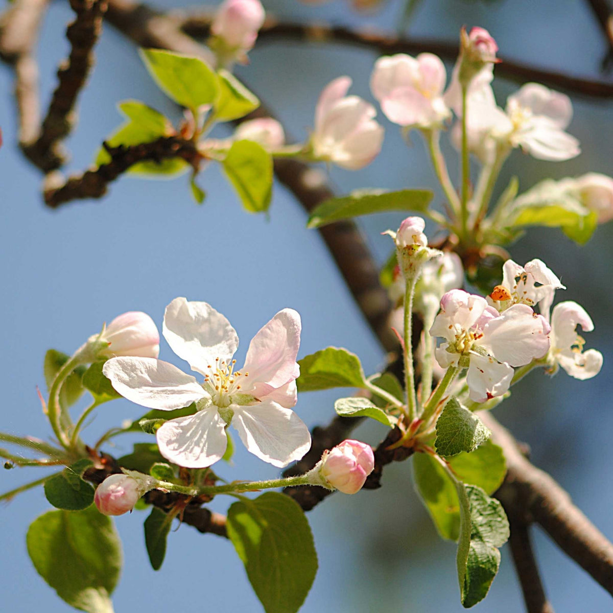 Close-up of flowering gala apple branches with pale pink and white blossoms, green leaves, and brown branches against a blue sky.
