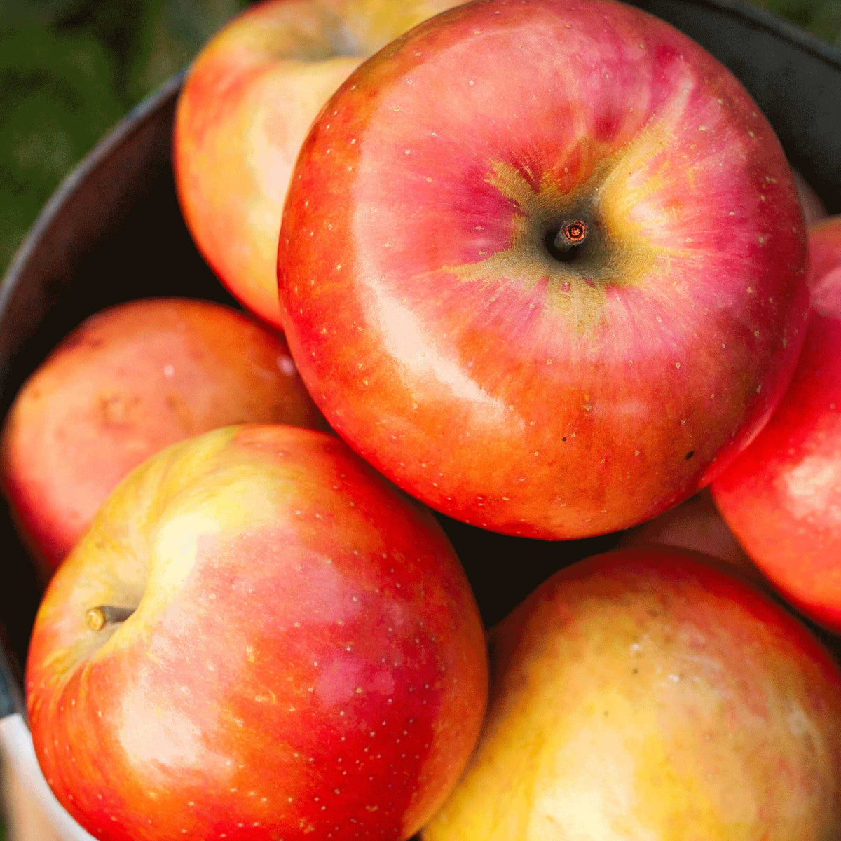 A close-up of several red and yellow gala apples piled inside a dark bowl or basket, with the main apple centered and others partially visible around it.