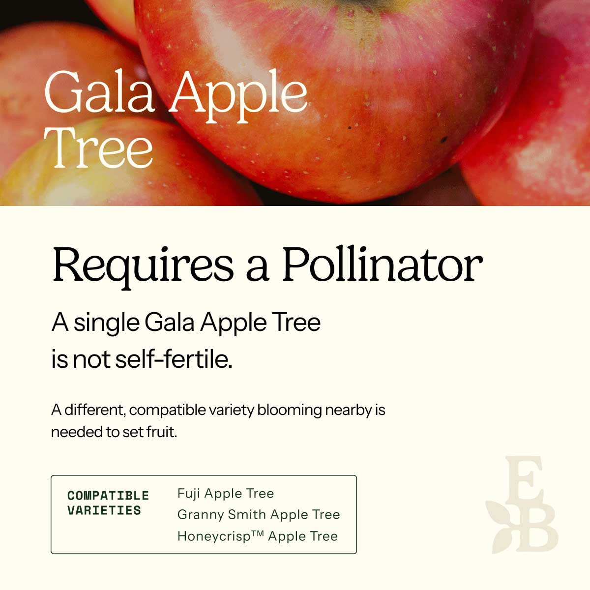 Informational graphic for a Gala Apple Tree Tree, featuring a top photo of apples and text stating it is self-pollinating and produces a full crop on its own.