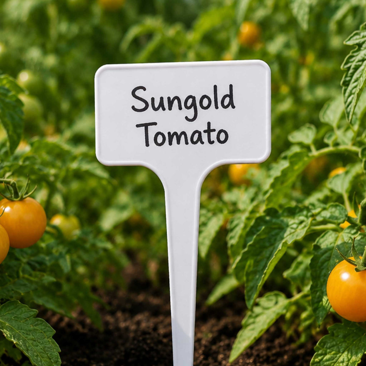 White garden labels for marking plant and seedling varieties in a garden or pot.