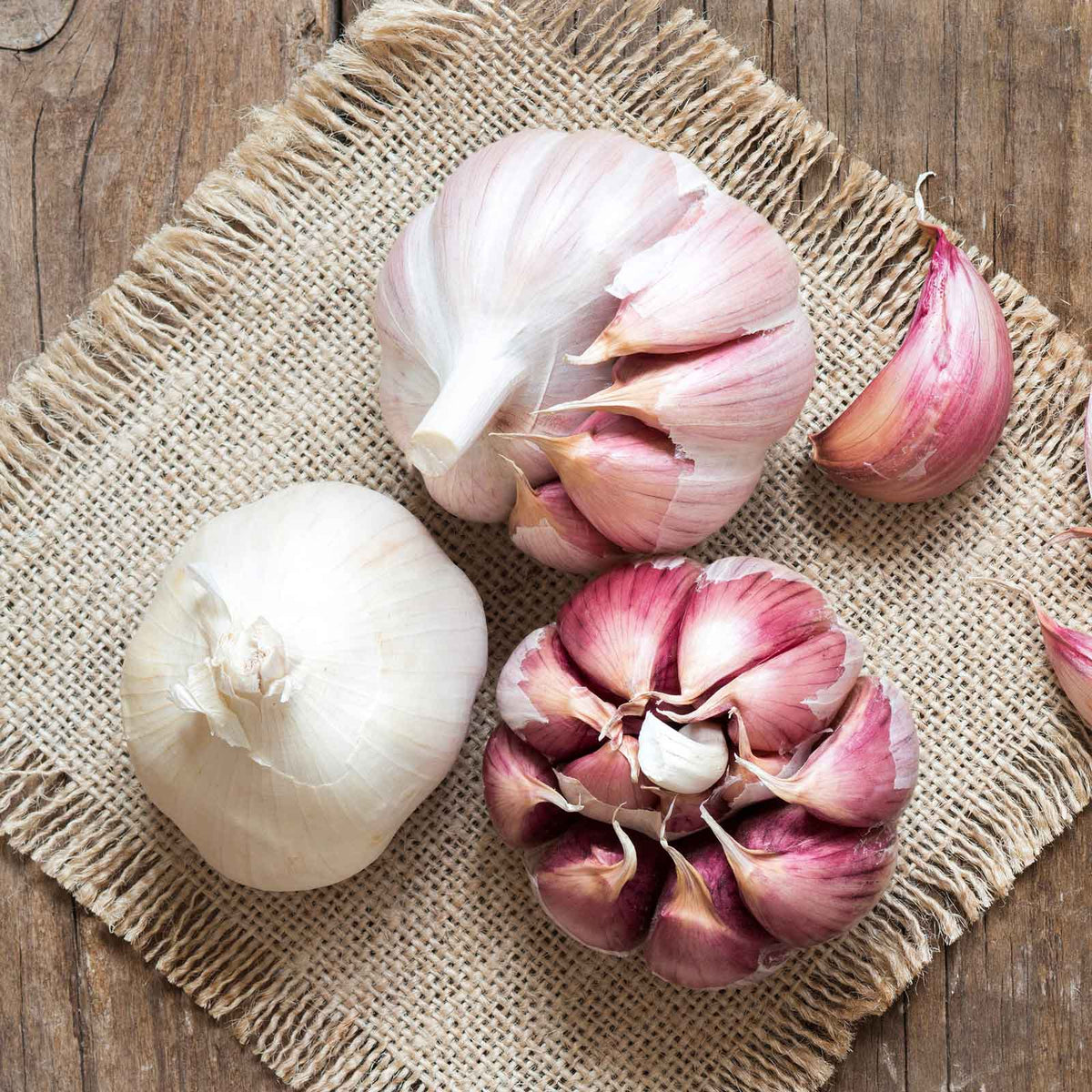 Garlic nootka rose bulbs showing white skin, reddish cloves on a burlap square and wood table.