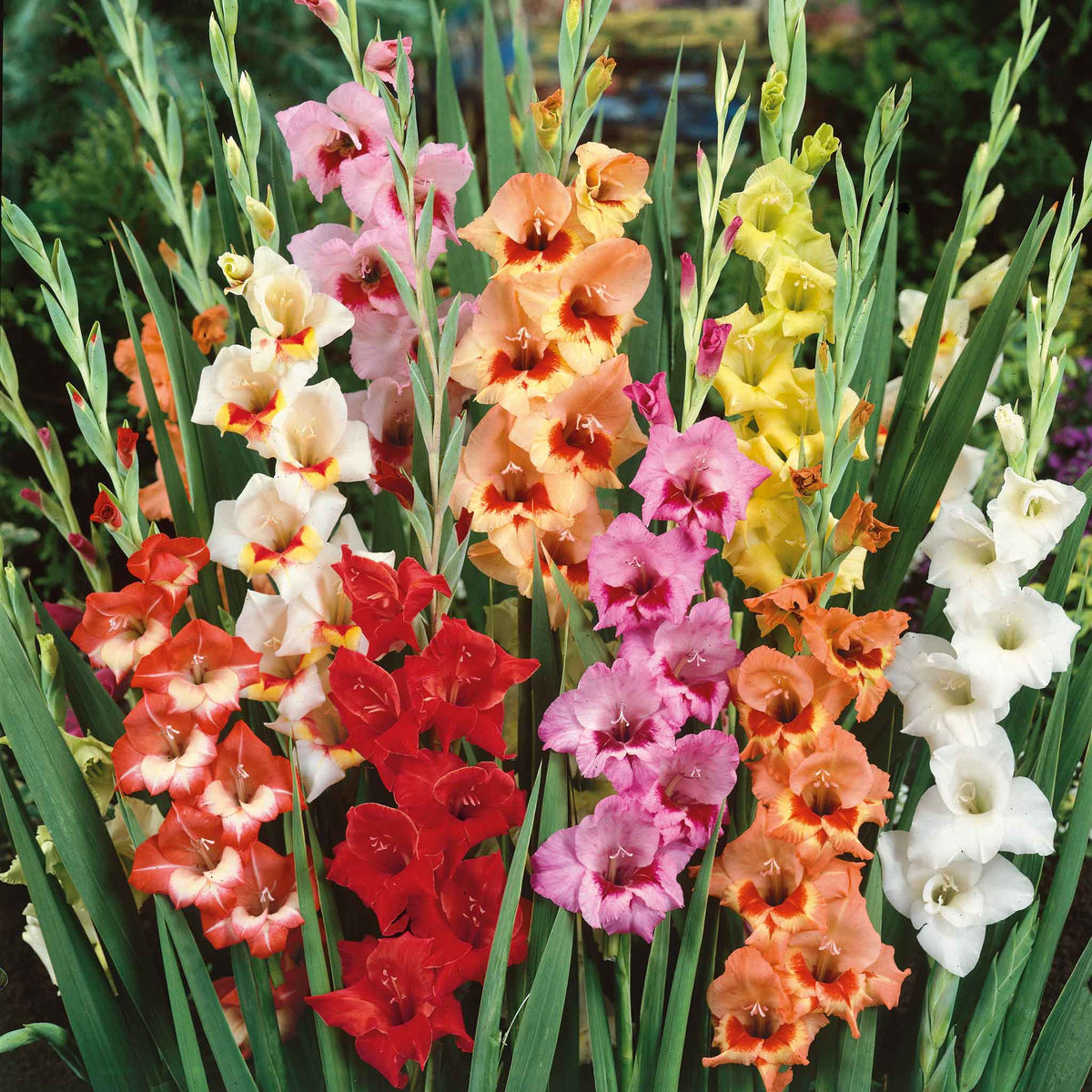 Butterfly gladiolus flowers in various colors, showcasing their tall stalks and multiple blooms.