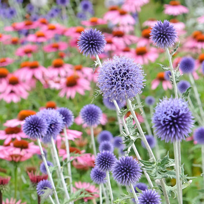 A close up of echinops blue globe thistle in a field of coneflowers