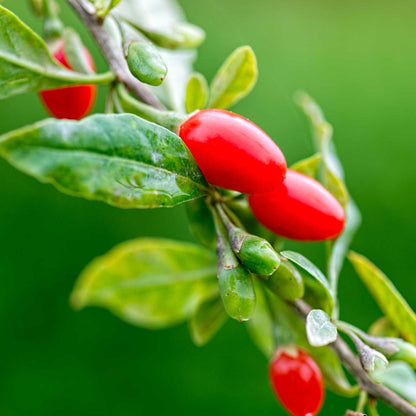Close-up of a branch with bright red goji berries and green leaves against a soft blurred green background.