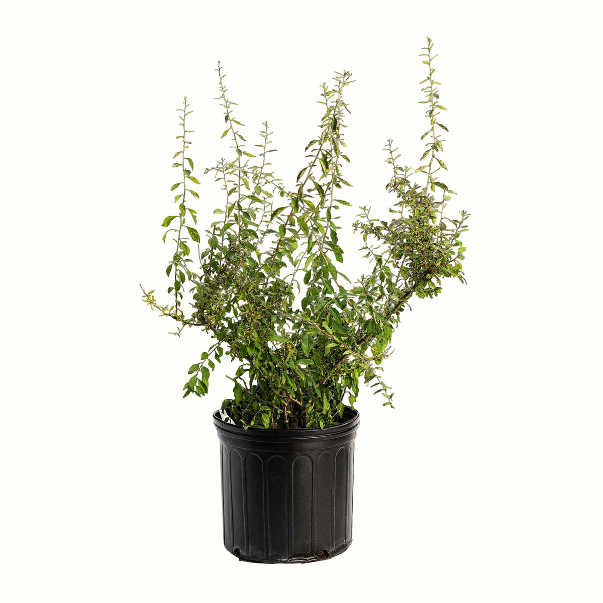 A potted young goji berry bush with green leaves in a black plastic nursery pot, isolated on a white background.