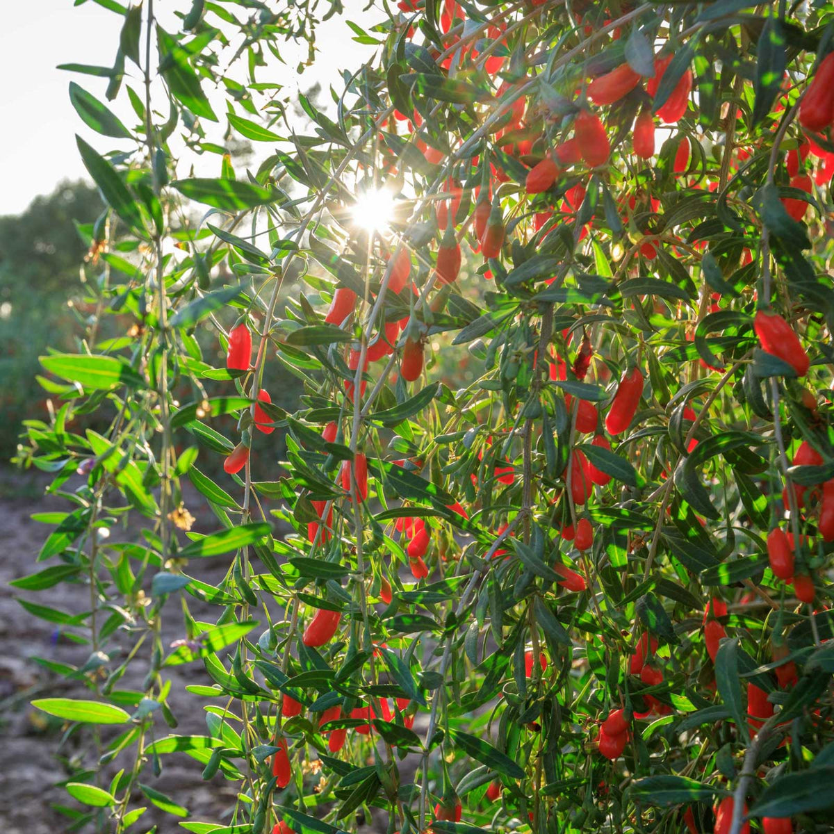 A leafy green plant covered with many small bright red goji berries, photographed outdoors with sunlight shining through the leaves.