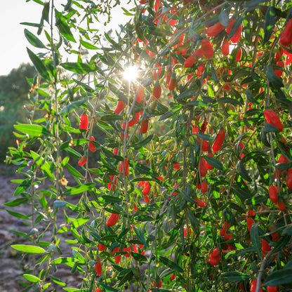 A leafy green plant covered with many small bright red goji berries, photographed outdoors with sunlight shining through the leaves.