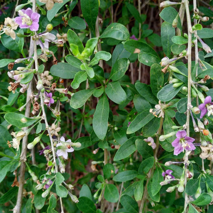 Close-up of a leafy goji berry bush with small purple flowers and pale buds growing along vertical stems.