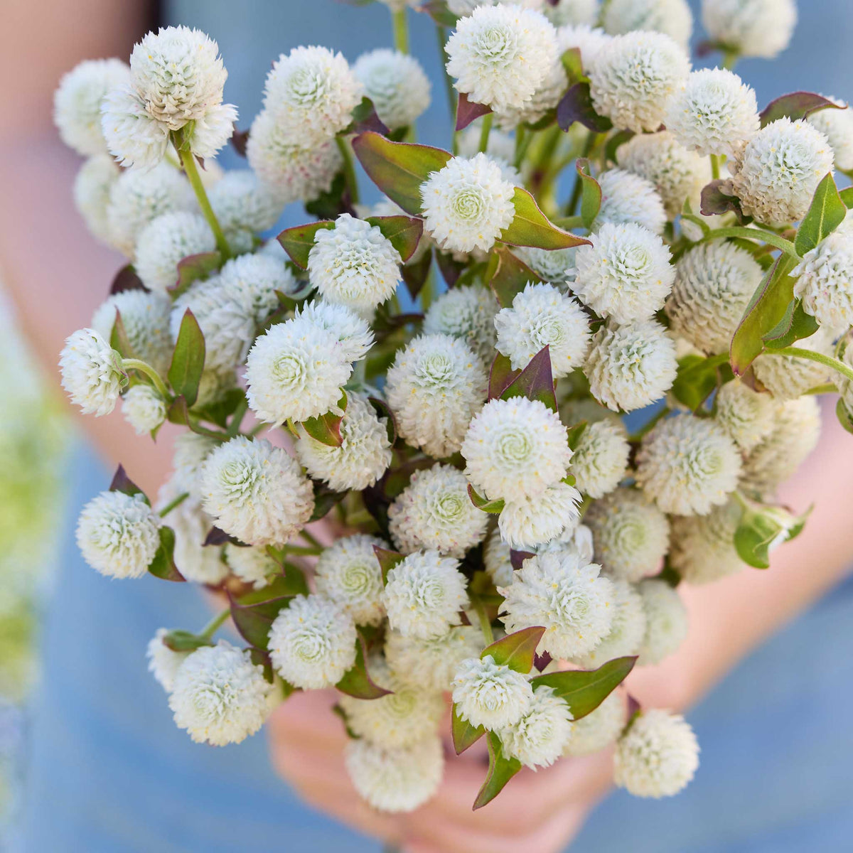 Close up of a person holding a bouquet of gomphrena white flowers in a garden setting