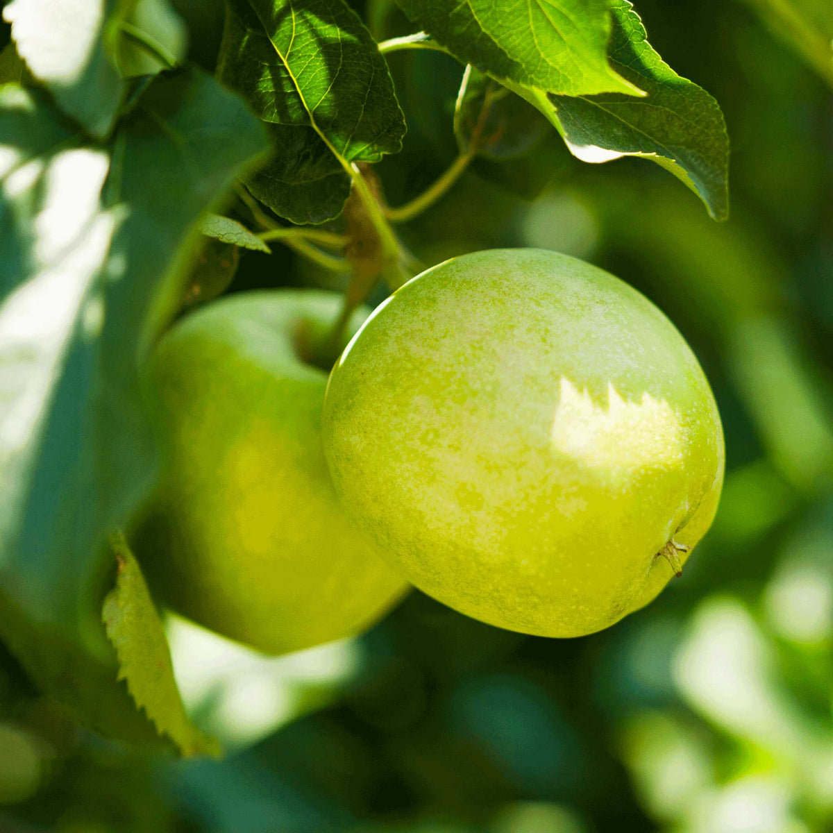 A close-up of a granny smith apple hanging from a tree branch with surrounding green leaves in natural sunlight.