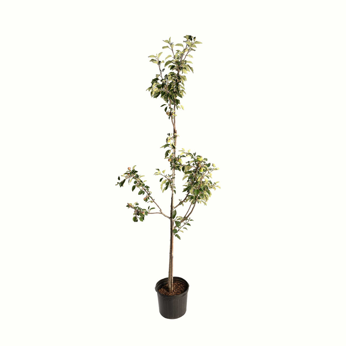 A potted young granny smith apple tree with green leaves and a bamboo stake, in a black plastic nursery pot, isolated on a white background.