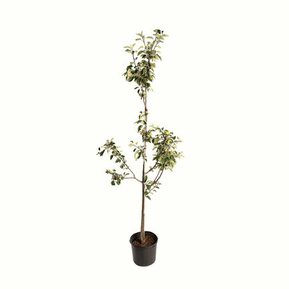 A potted young granny smith apple tree with green leaves and a bamboo stake, in a black plastic nursery pot, isolated on a white background.