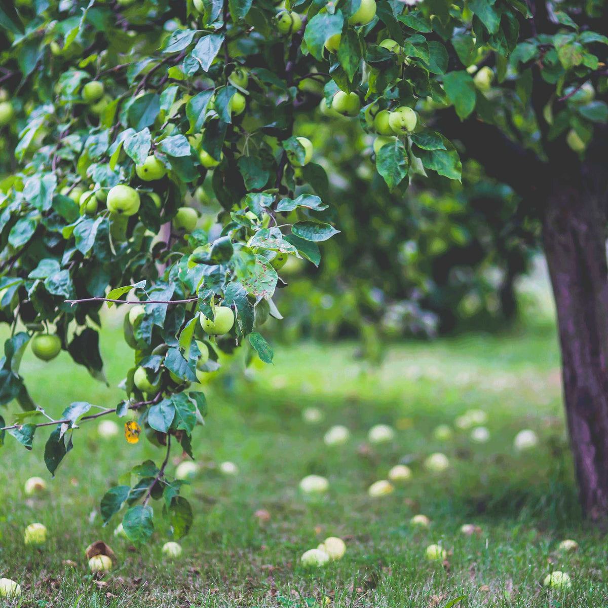granny smith apples hanging from a leafy tree in an orchard, with more apples scattered on the grass below in a softly blurred outdoor setting.