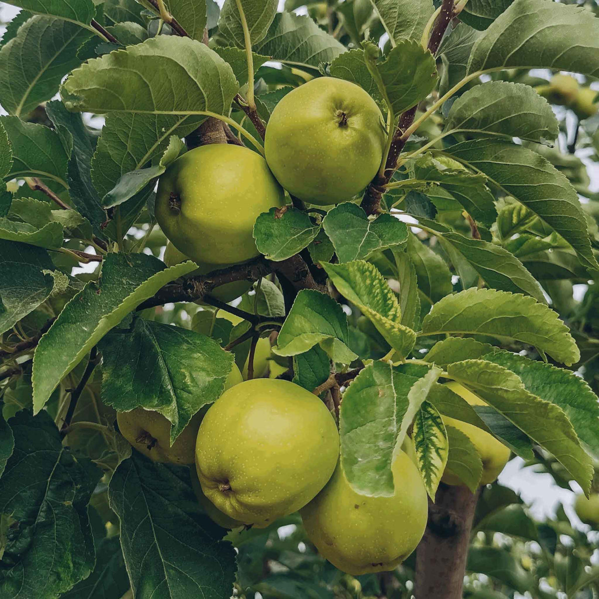 granny smith apples growing on a tree branch with dense green leaves in an outdoor orchard setting.