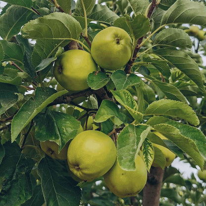 granny smith apples growing on a tree branch with dense green leaves in an outdoor orchard setting.