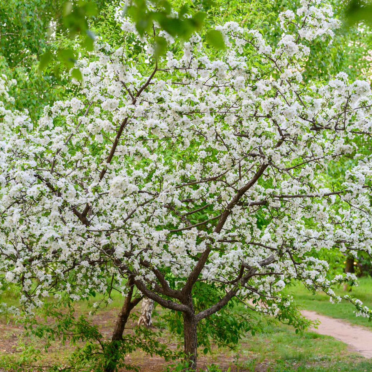 A flowering granny smith apple tree covered in dense white blossoms with green leaves, photographed outdoors in an orchard with a dirt path visible in the background.