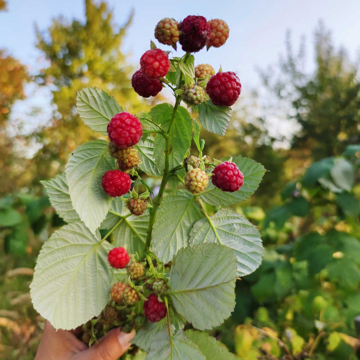 A hand holding a leafy branch with ripe red heritage raspberries and green unripe berries in an outdoor garden setting.