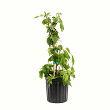 A potted young heritage raspberry bush with green leaves in a black plastic nursery pot, isolated on a white background.