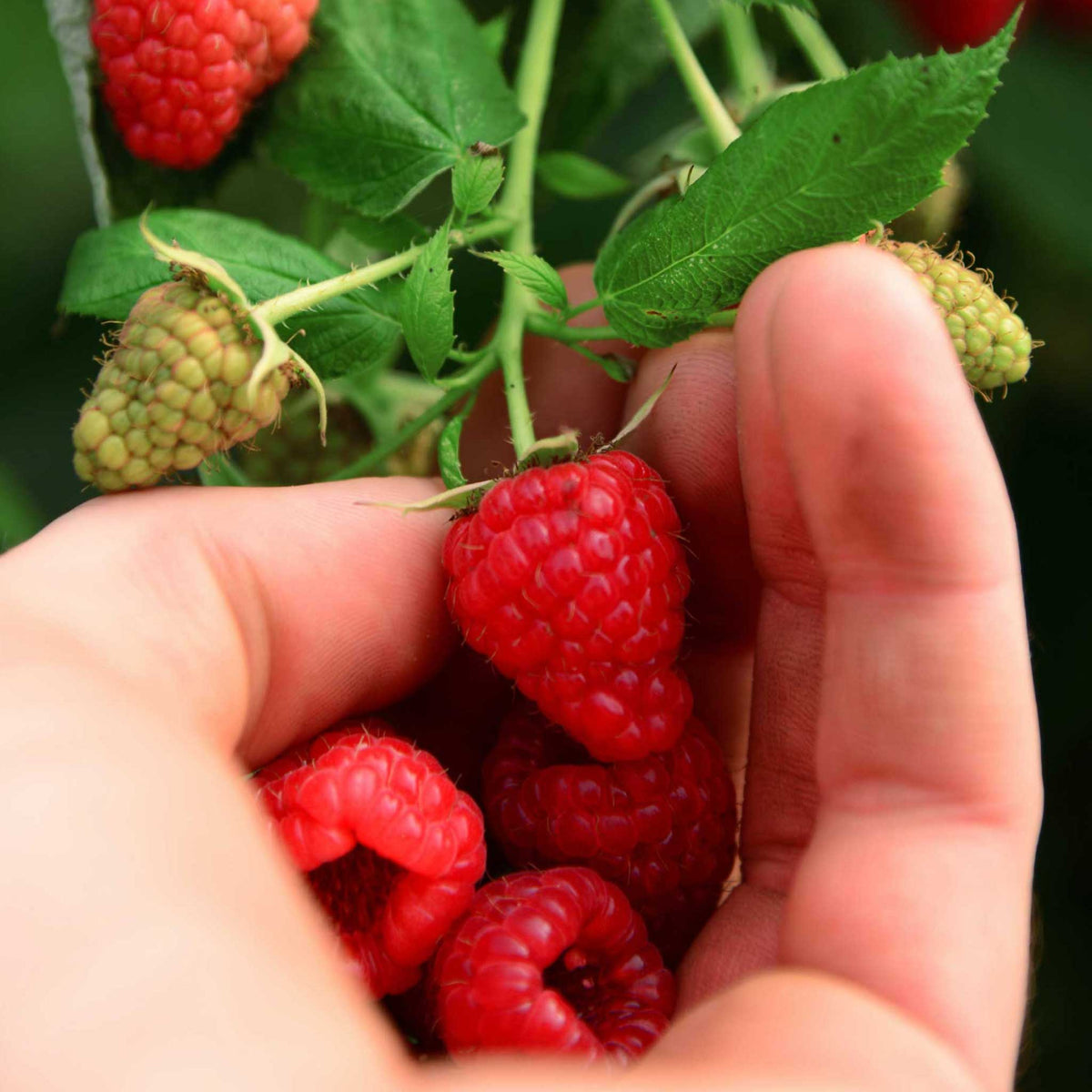 A close-up of a hand holding freshly picked red heritage raspberries among green leaves and stems in a garden setting.