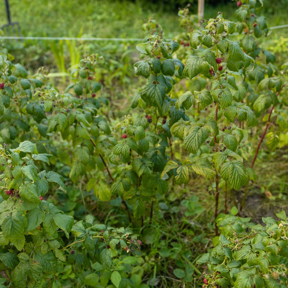 heritage raspberry bushes with textured leaves and small red berries growing outdoors in a garden setting.