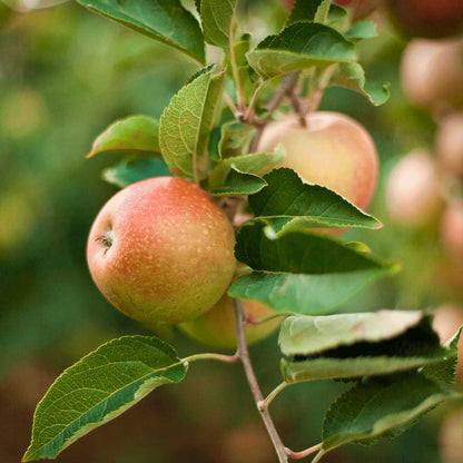 A close-up of a ripe red and yellow honeycrisp apple hanging from a branch with green leaves in an outdoor orchard setting.