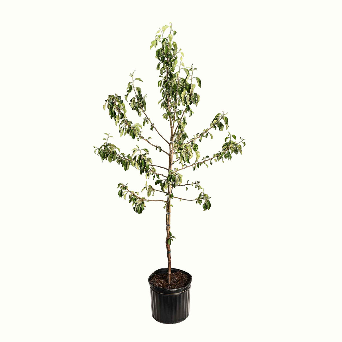 A potted young honeycrisp apple tree with green leaves and a bamboo stake, in a black plastic nursery pot, isolated on a white background.