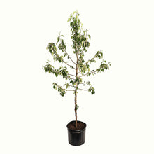 A potted young honeycrisp apple tree with green leaves and a bamboo stake, in a black plastic nursery pot, isolated on a white background.