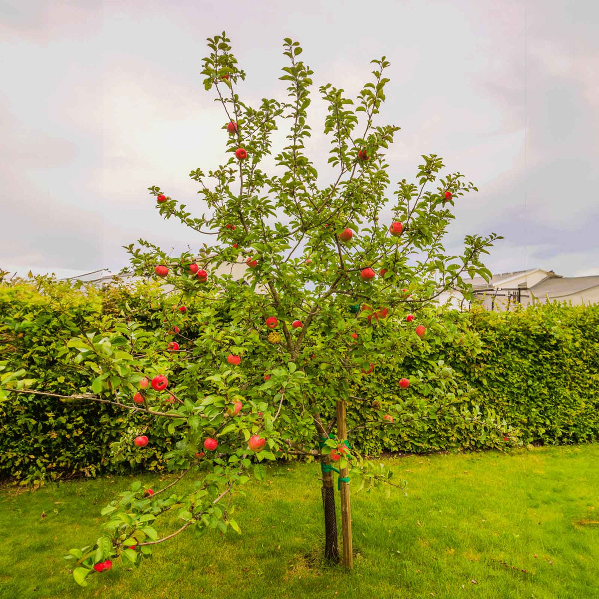 A young honeycrisp apple tree with green leaves and red apples, planted in a grassy yard with a hedge and cloudy sky in the background.